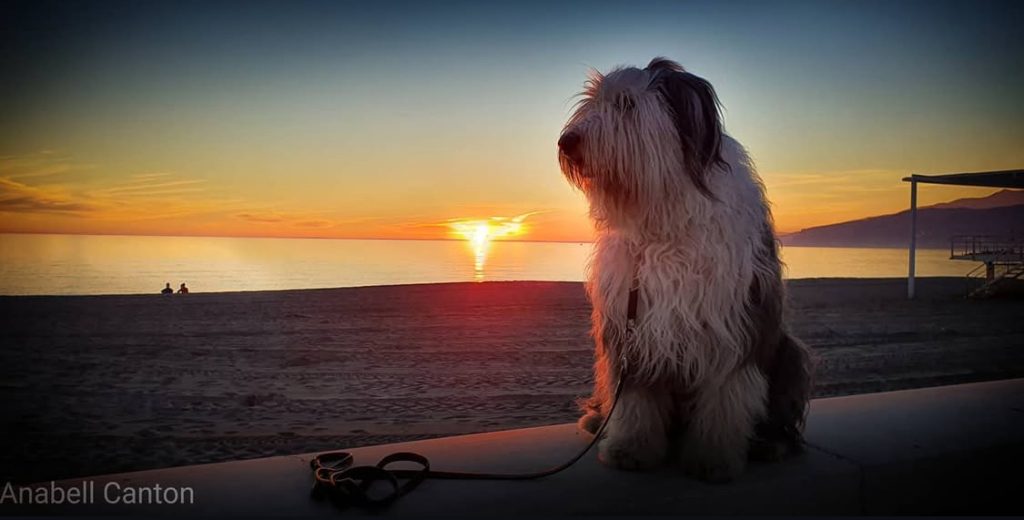 Playas para Perros en Almería 5 alt="playa-para-perros-almeria"
