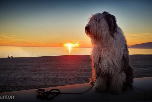 alt="playa-para-perros-almeria"